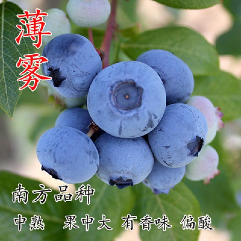 长白山蓝莓苗蓝美一号果树室内外庭院阳台南北方美观漂亮 薄雾4年苗