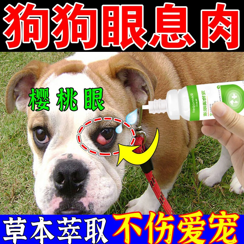 狗狗樱桃眼眼药水眼部息肉眼睛发红发炎眼睑腺体凸出眼长肉疙瘩专用