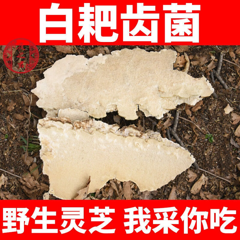 长白山白耙齿菌东北白囊耙齿菌灵芝纯干货 250g 白耙齿菌【野生干品】