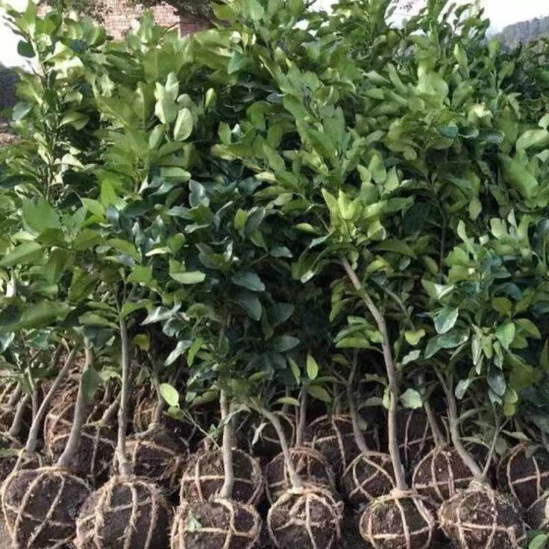 三红蜜柚红心柚子苗树苗泰国红宝石青皮柚苗嫁接当年结果嫁接果树 6年