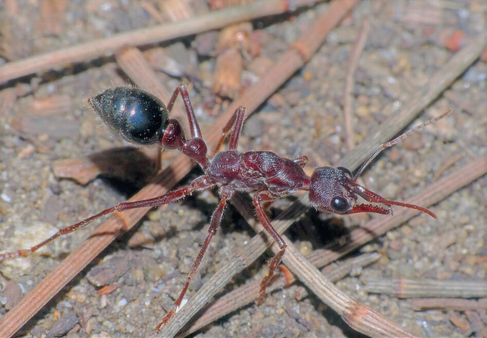myrmecia forficata 弗菲卡特牛头蚁后爬宠蚂蚁活体蚁后剪刃牛头 饲养