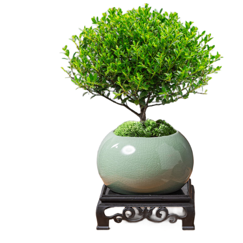 ������׮ֲ���������Ի��� СҶ����辰+�̱���������+����Դͷֱ�� 28.8Ԫ