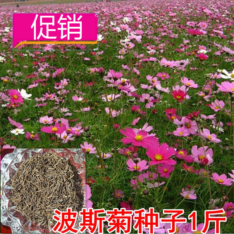 花种子太阳花种籽茶花波斯菊种籽学生满天星百日草石竹 波斯菊种子1斤
