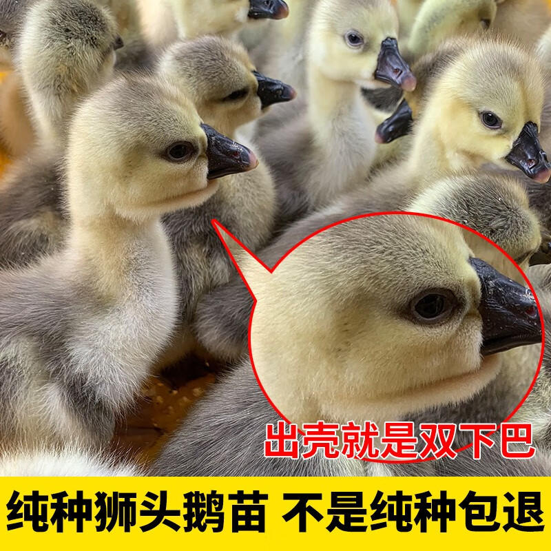 一只小鹅活正宗特大种狮头鹅小大型狮子鹅灰鹅(10只起发)