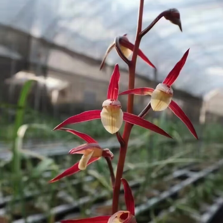 细叶寒兰兰花 雪中红 紫燕 国红 端妍 室内阳台客厅高档兰花绿植 十里