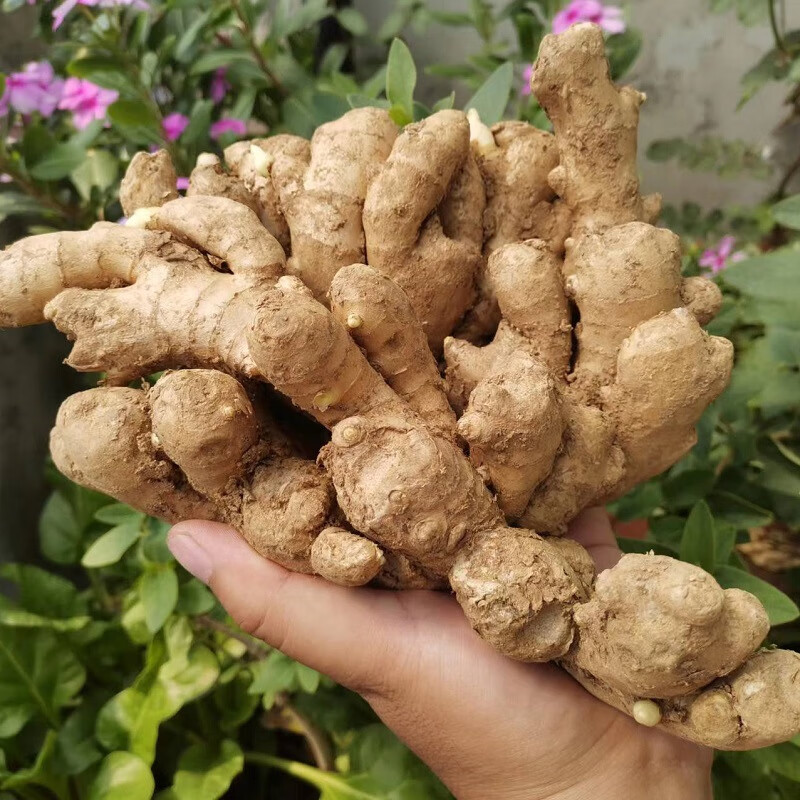 焦作博爱土姜500克清化生姜姜糖膏原料期城老姜怀庆姜新鲜月子姜 实惠装 3斤