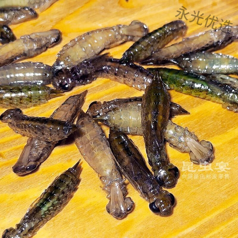 冷冻水青虫水蜻蜓速冻长体水虿幼虫水蝎子马帮菜昆虫食材1件 500克