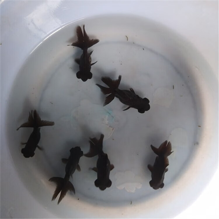 墨之瑶黑龙睛冷水观赏鱼大眼鱼黑金鱼水族宠物好养耐活淡水小型鱼活鱼