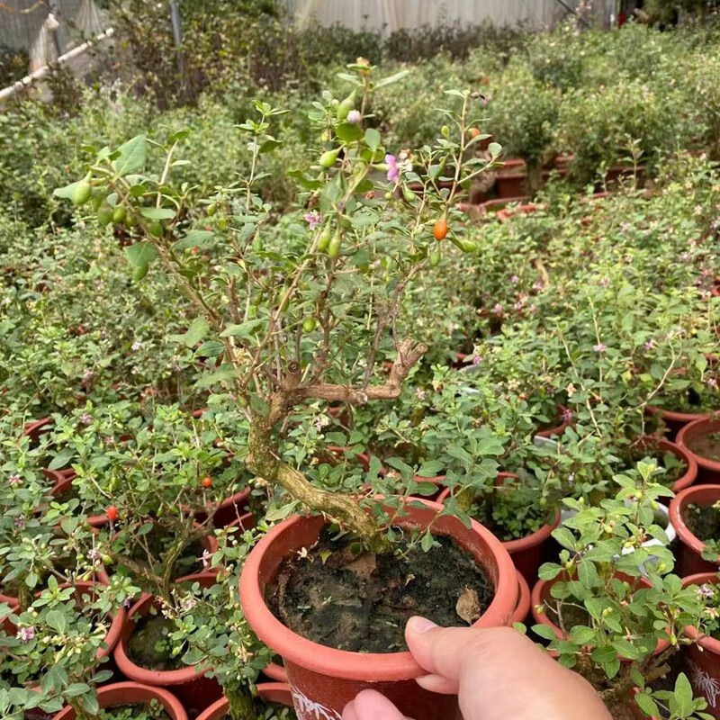老桩枸杞盆景红枸杞树苗庭院阳台办公桌绿植野生枸杞子四季盆栽根艺
