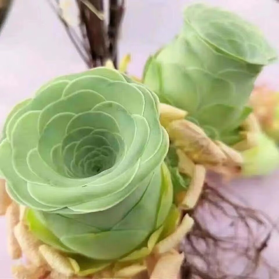 多肉植物组合盆栽小绿植花卉玉露大颗好养室内精品肉肉阳台喜光 酒杯玫瑰3-4厘米加盆土