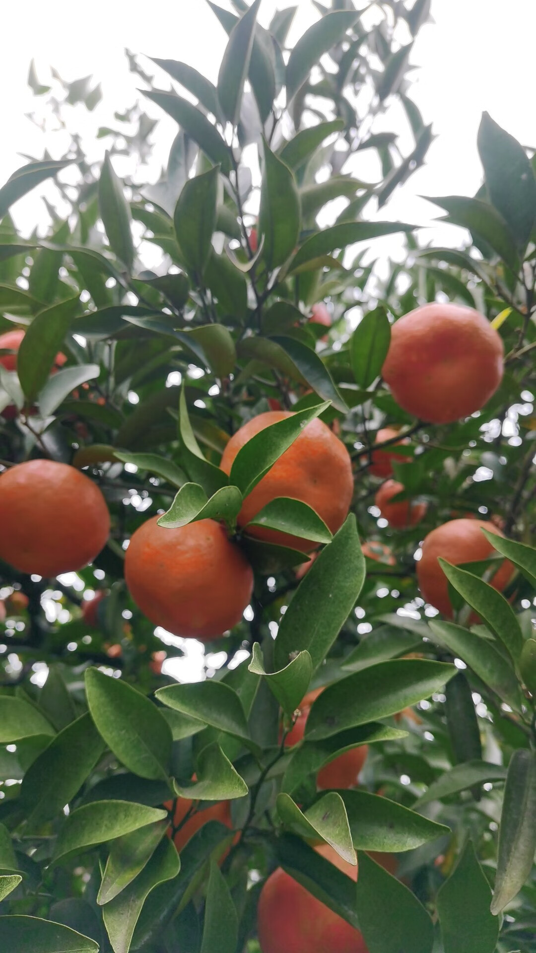 四川老树红橘陈皮大红袍川橘正宗橘皮农家晒风农产品土特产 500g 四川