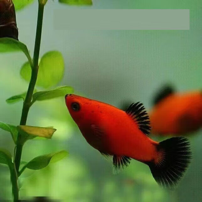 墨一胎生熊猫鱼黑尾月光鱼红球鱼米奇鱼鱼场直发小型热带淡水观 5条 3