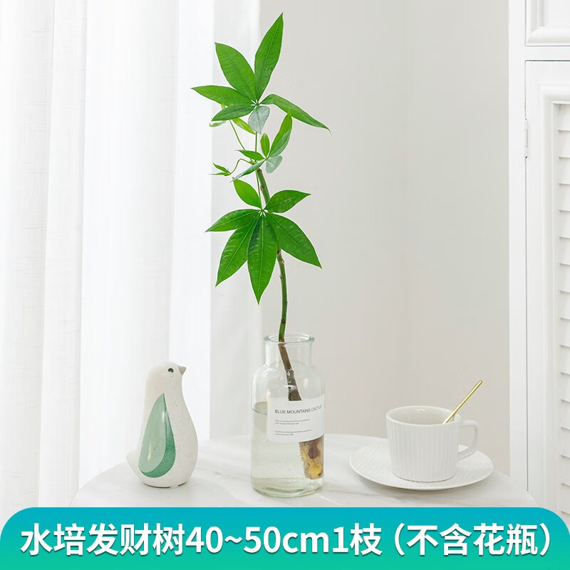 植物水养花卉办公室桌面小耐阴摆件好养 单发植物水培发财树4050cm1枝