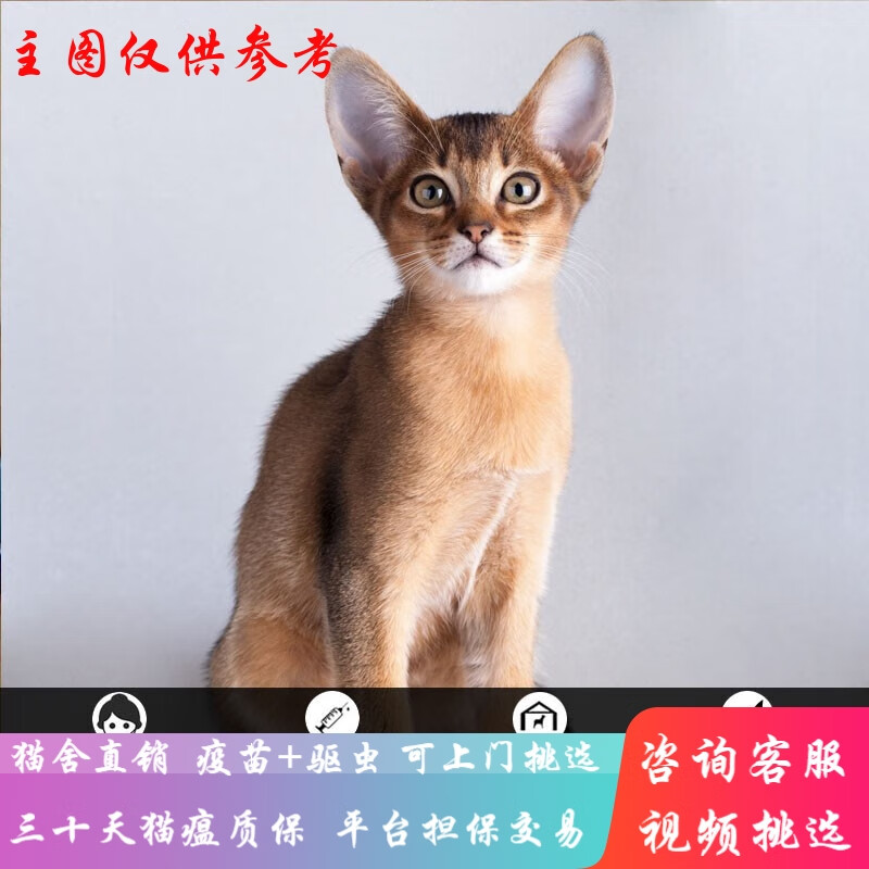 桓瑞宠物阿比西尼亚猫幼猫纯种活体埃塞俄比亚猫红阿比猫幼崽宠物保健康宠物级A款公