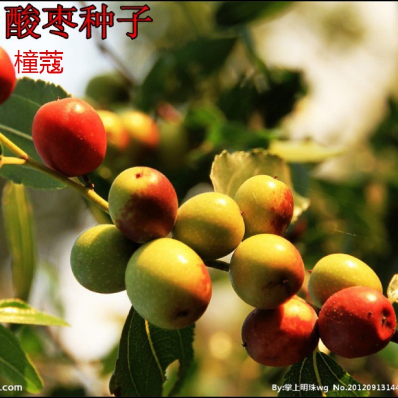 果树种子 酸枣种子 棘子,野枣,山枣,葛针种子 500克
