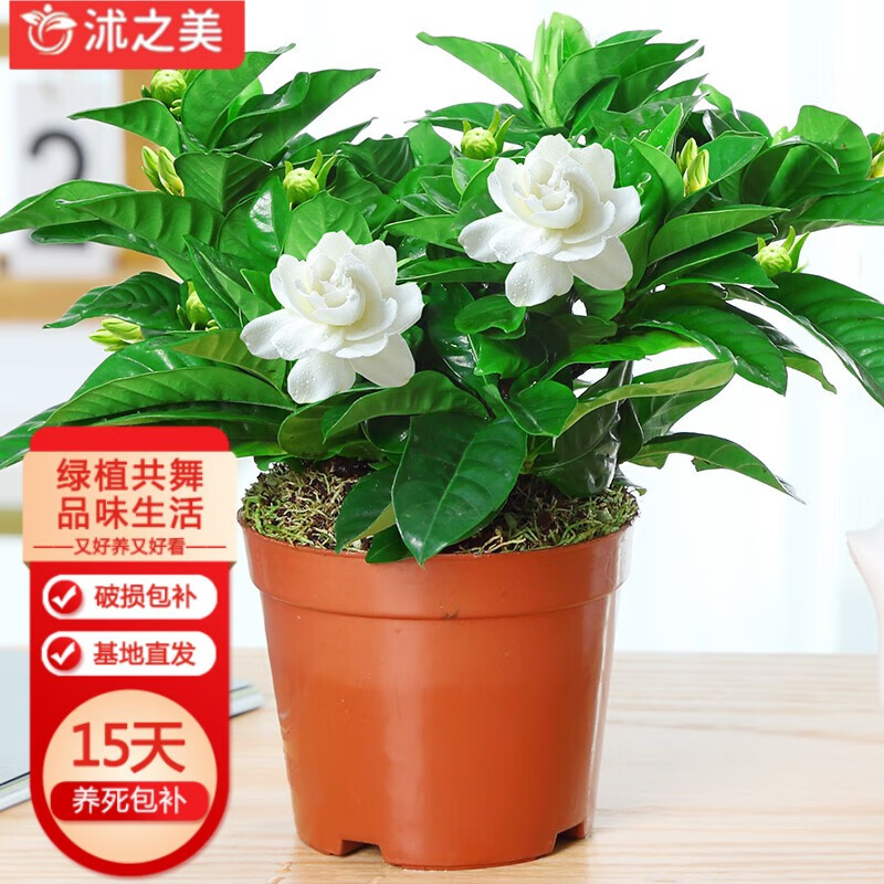 ��֮�����ӻ����Ի���ֲ��ˮ����ֲ���� 90#���ӻ������� Դͷֱ��