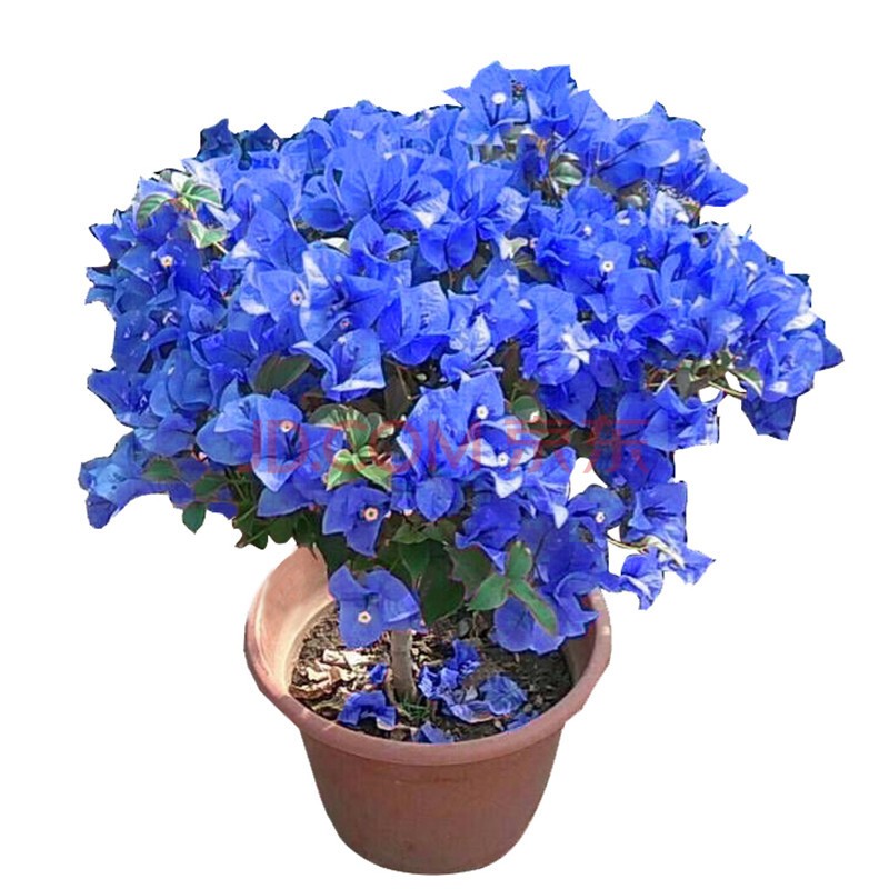 三角梅树苗盆栽室内阳台爬藤植物三角梅花苗重瓣大苗庭院花卉盆景 蓝