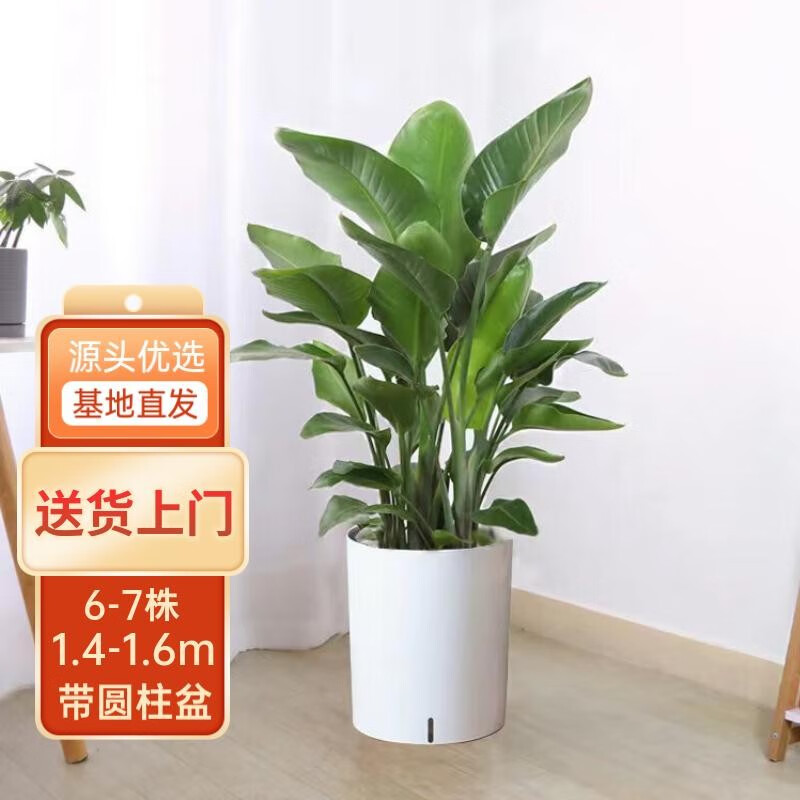 京东大型绿植价格曲线图在哪|大型绿植价格走势图