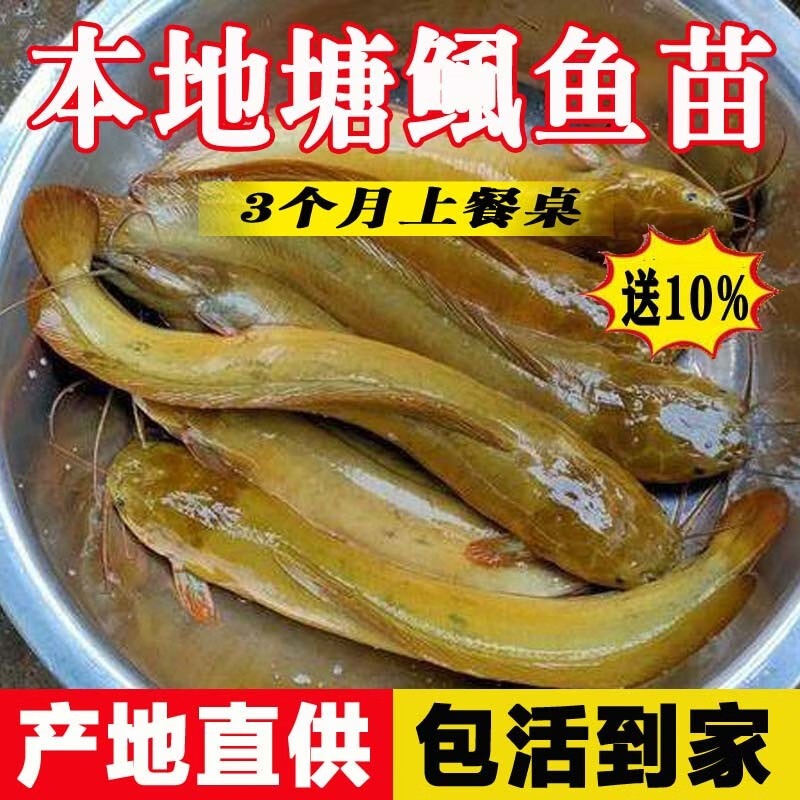 本地塘鲺鱼活体淡水养殖好养活三黄塘鲺胡子鲶鱼塘角鱼 10条4-6cm塘鲺