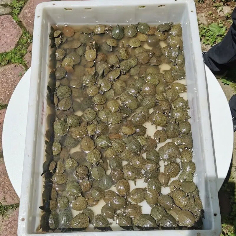 外塘黄色甲鱼小甲鱼100只王八鳖生态养殖 整整50只公母对半