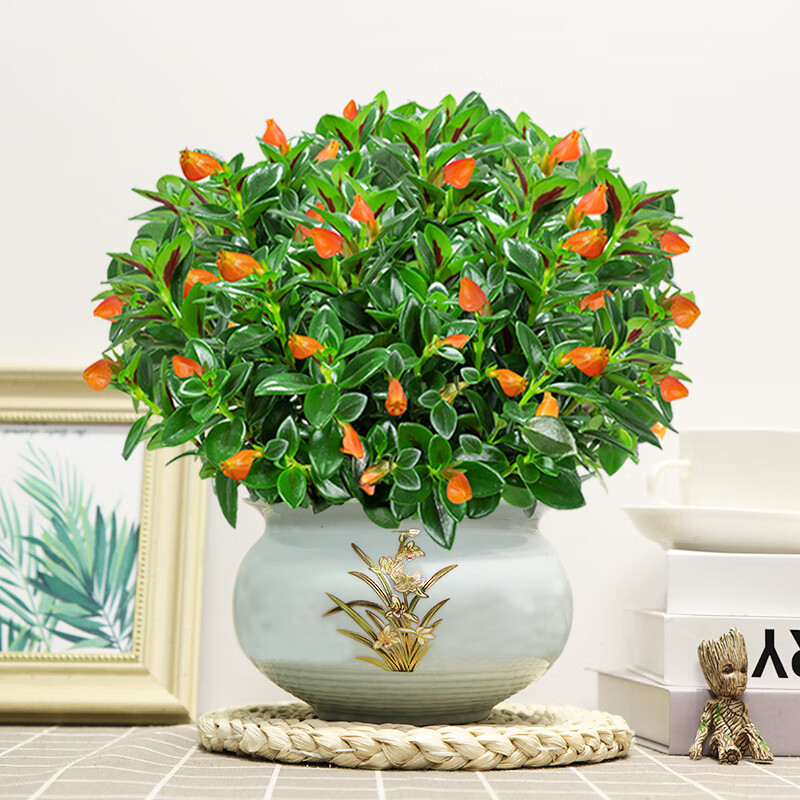 金魚(yú)花吊蘭盆栽綠植花卉室內客廳辦公好養易活水土培耐旱四季開(kāi)花 金魚(yú)花吊蘭（藍色金邊蘭花陶瓷盆） 含盆