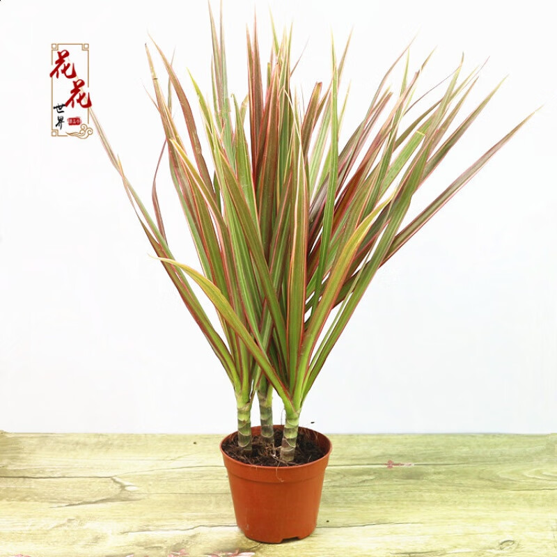 七彩铁五彩千年木盆栽三色龙血树红竹观叶植物室内绿植花卉 彩铁 自带