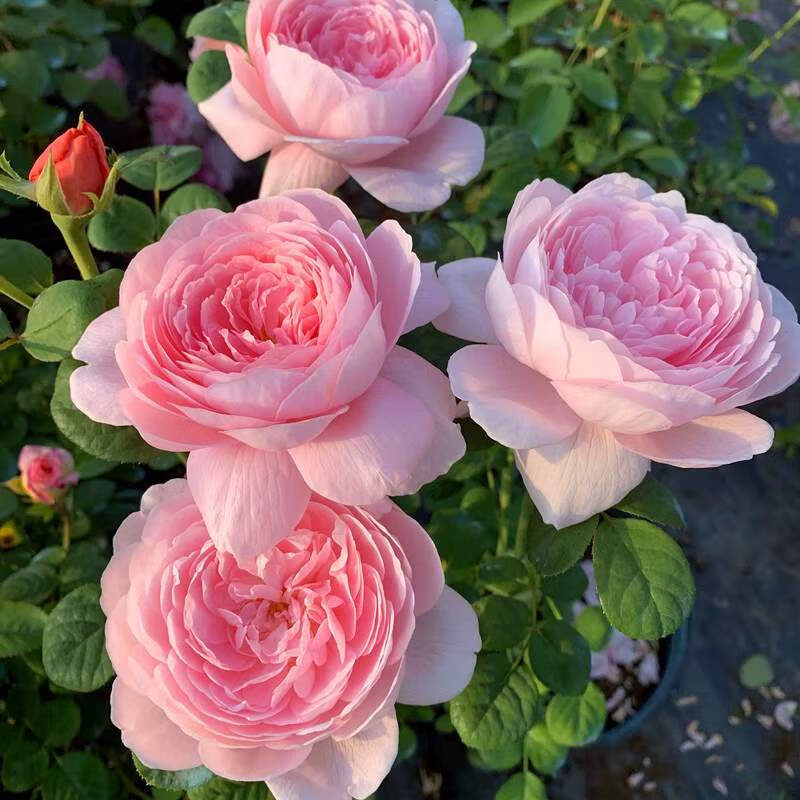 韶栀春欧月瑞典女王浓香玫瑰月季灌木花卉植物庭院玫瑰盆栽四季观花易