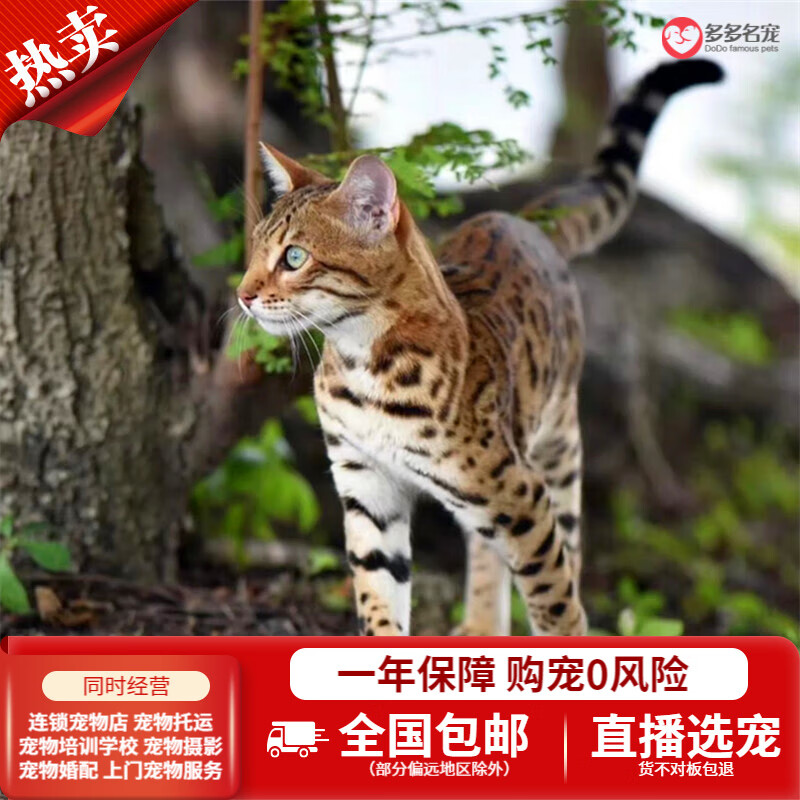 多多名宠孟加拉豹子猫幼猫幼崽全国空运 空心玫瑰 母