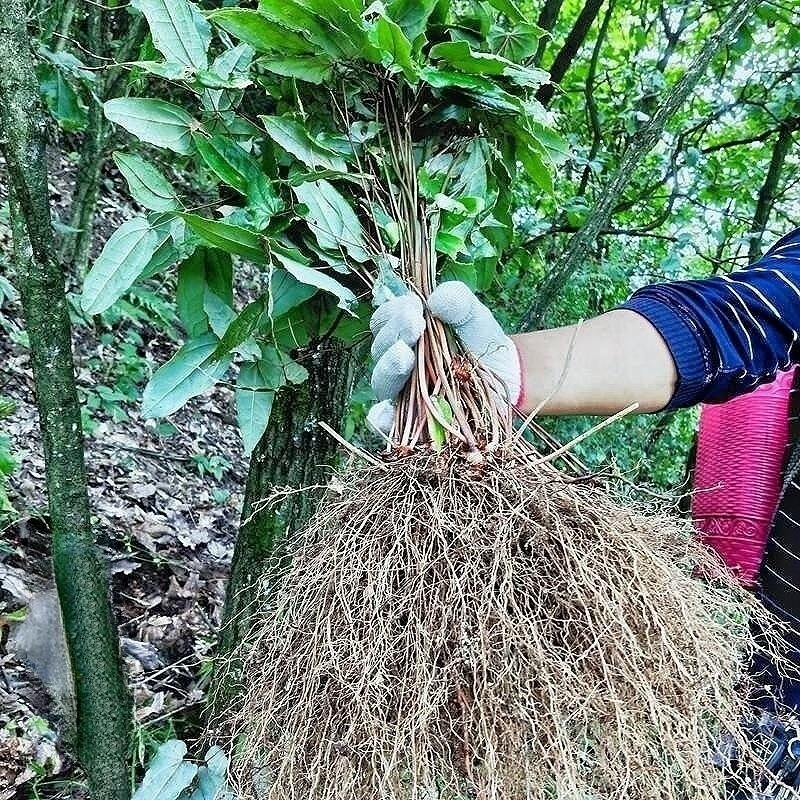 野生淫羊藿中药全草整棵采挖仙灵牌男性滋补泡水泡酒三枝九叶草 新鲜