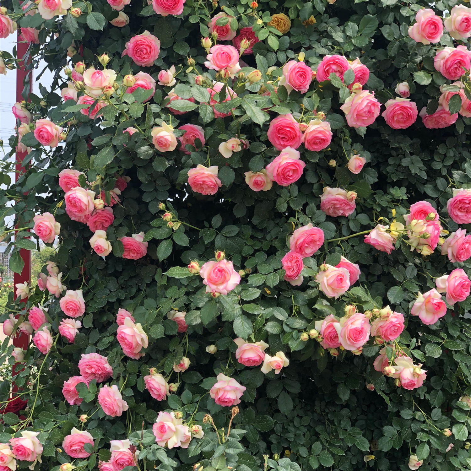 月季村薔薇花苗藤本月季爬藤月季花樹苗盆栽特大花苗庭院爬藤植物陽臺 【粉龍】大苗 當年爬藤開滿花 不含盆