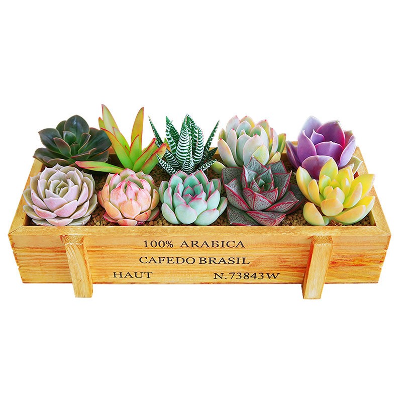 花无痕 多肉植物套装多款入门肉肉 室内多肉盆栽 绿植花卉办公室盆栽