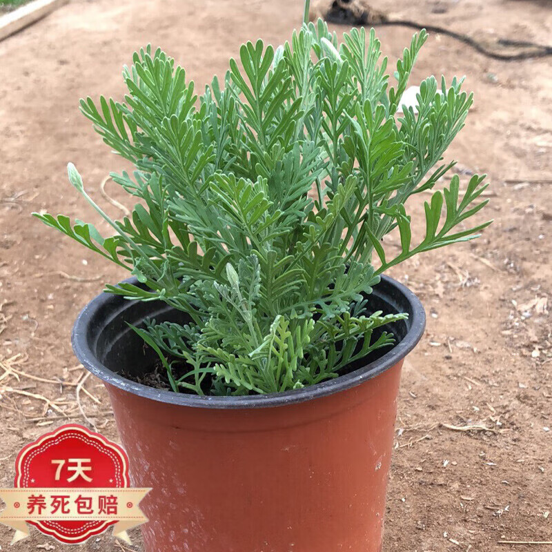 花友 薰衣草花卉盆栽植物綠植陽(yáng)臺(tái)辦公室盆栽 原土原盆1盆 含盆
