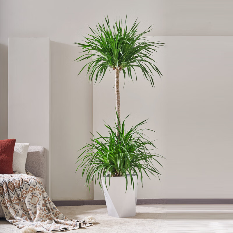 文枝【直播专属】龙血树单杆盆栽大型室内绿植风水龙须树  一物一拍