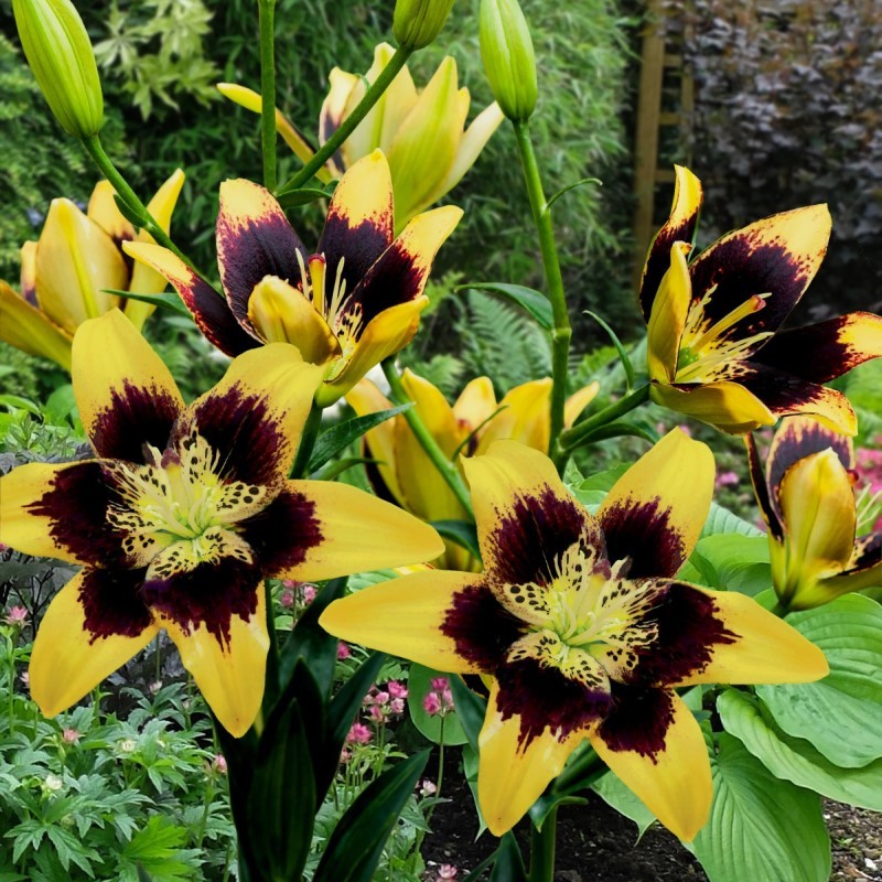 花如嫣3个亚洲百合种球 进口百合花种子无香易繁殖四季盆栽球根花卉