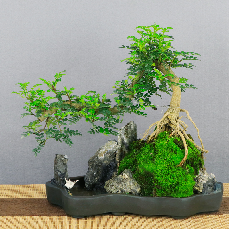 ao)悬崖胡椒木山水盆景室内客厅办公室绿植盆栽净化空气艺术桌面植物