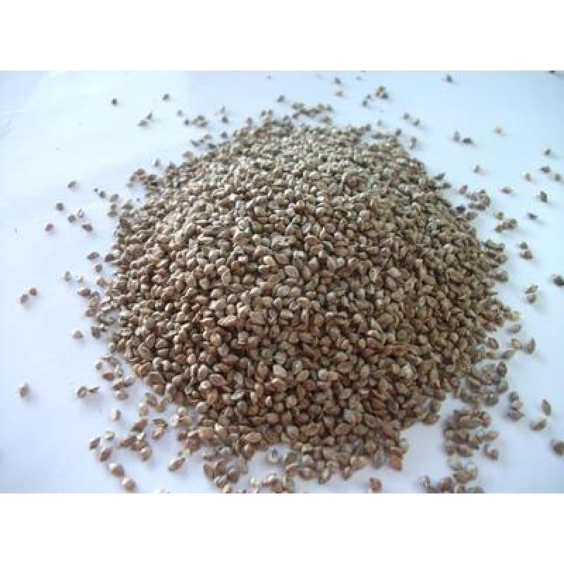 散装稗草种子 水稗子 长稻田里 养喂鱼草 水稗草籽 水草种子 水稗草