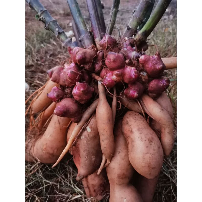 3种苗5种球成活98%发芽率种籽仔自己种植秧苗 1斤 精选黄心雪莲果种子