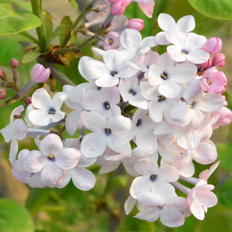 花支蕊 丁香花树苗棒棒糖丁香丛生紫丁香苗庭院植物耐寒盆栽地栽工程