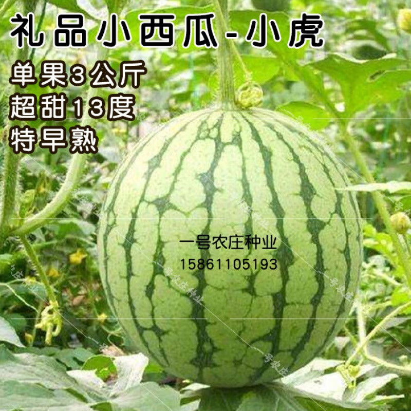 正宗吊瓜小麒麟西瓜种子种籽8424四季高产早熟礼品绿皮红肉超甜 小吊