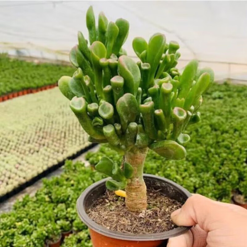 仟草集吸財樹老樁盆栽綠植多肉植物室內(nèi)外庭院觀葉植物大盆栽 吸財樹高20cm左右