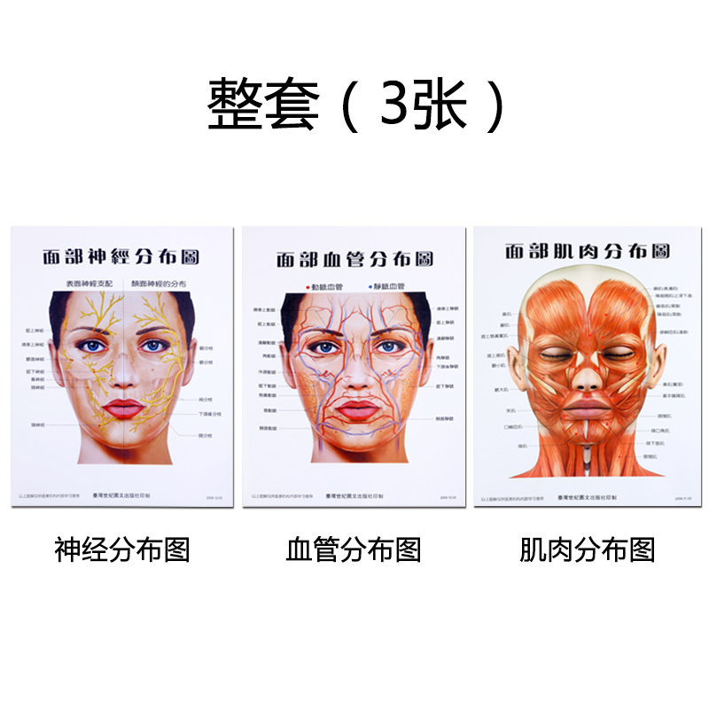 整形面部血管分布图神经肌肉分布教学辅助参考海报图三张一套 面部