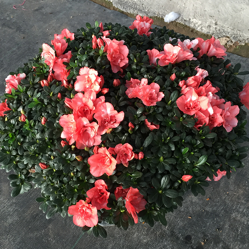 外植物带花苞盆栽杜鹃花四季开花室内盆栽花卉庭院树风景树 樱桃红 不