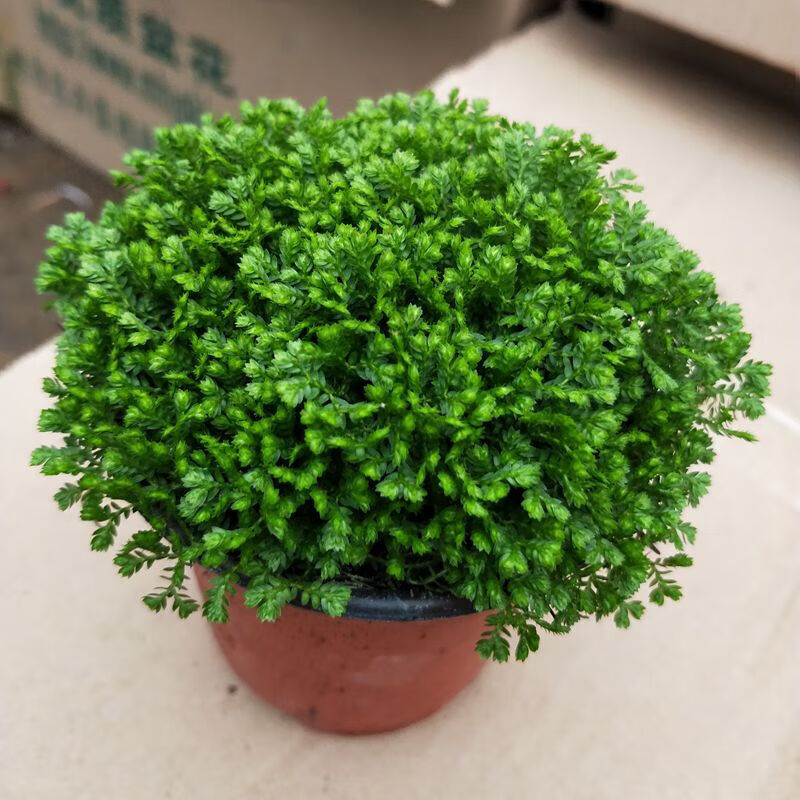 沃绣 幸福草 绿地球 桌面盆栽 常绿蕨类植物 翠云草水培盆栽植物 绿地