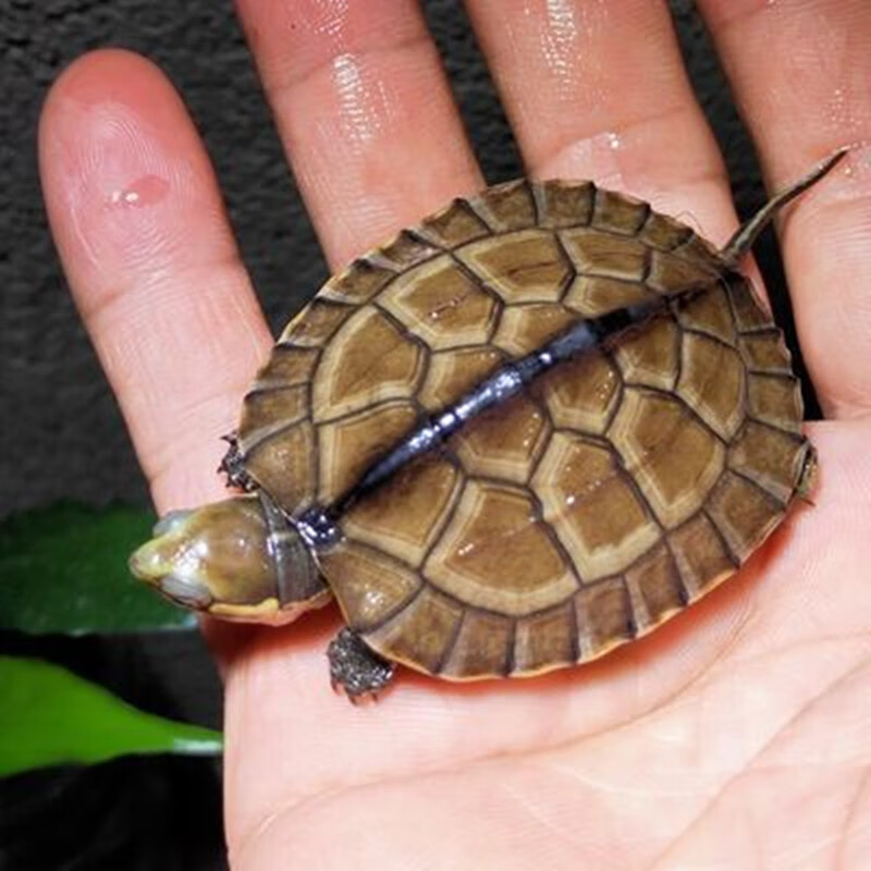 奔新农pws正宗纯种南石金钱龟北石龟大乌龟越南宠物 3到4厘米(小苗不