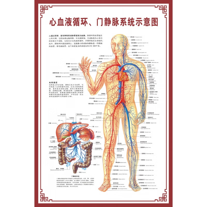 人体内脏解剖示意图医学骨骼肌肉器官血管血液结构图医院海报 心血液