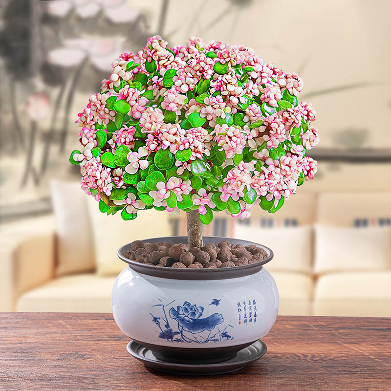 金枝玉叶多肉植物雅乐之舞老桩绿植花卉办公盆栽稀有品种室内盆景好养