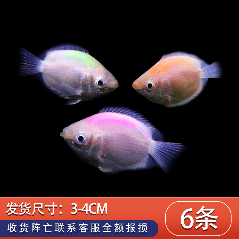 接吻鱼吻嘴鱼亲嘴鱼吻鲈鱼亲亲爱情鱼活体 热带观赏小型草缸好养 随机