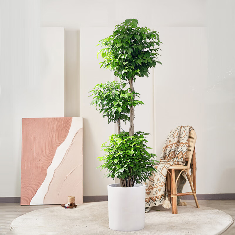 大型绿植价格波动查询|大型绿植价格比较