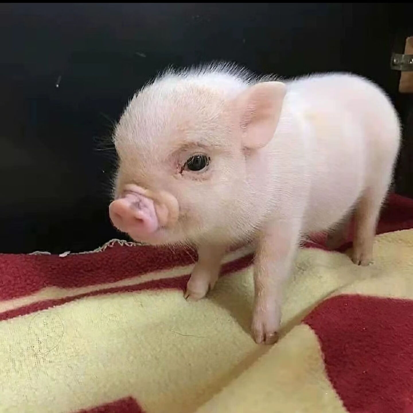 小香猪活体 泰国超萌小粉猪幼崽宠物猪可爱萌宠网红猪仔迷你包活 粉色