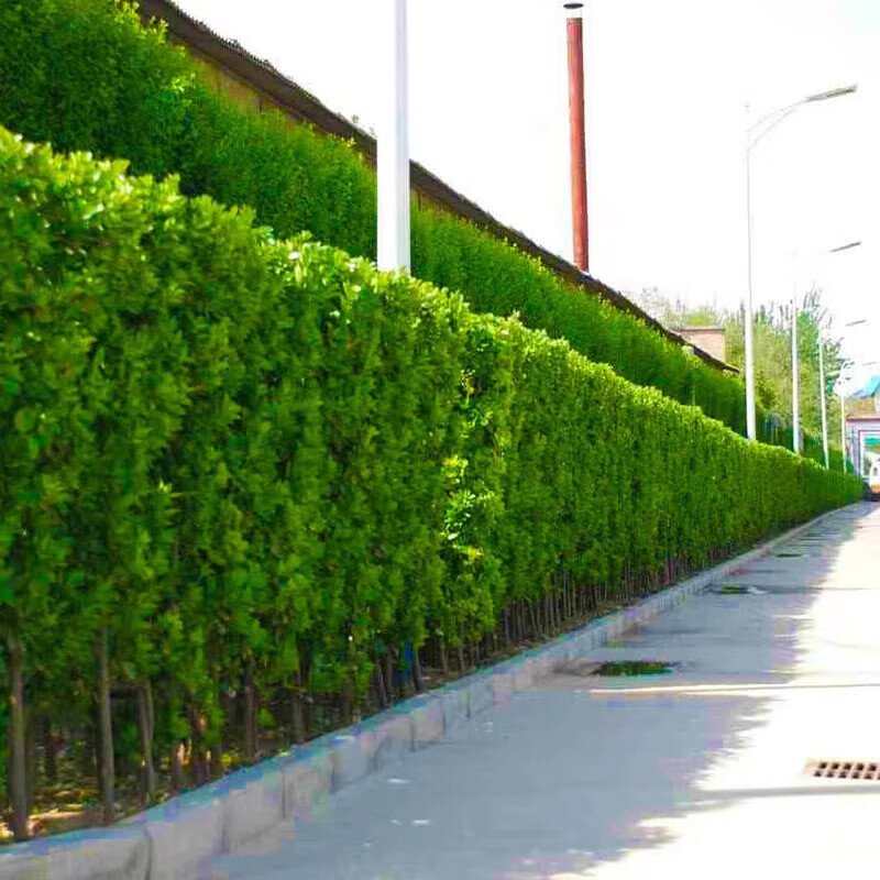 花之然北海道黄杨苗木围墙篱笆植物大叶树苗四季常青耐寒庭院绿篱树木